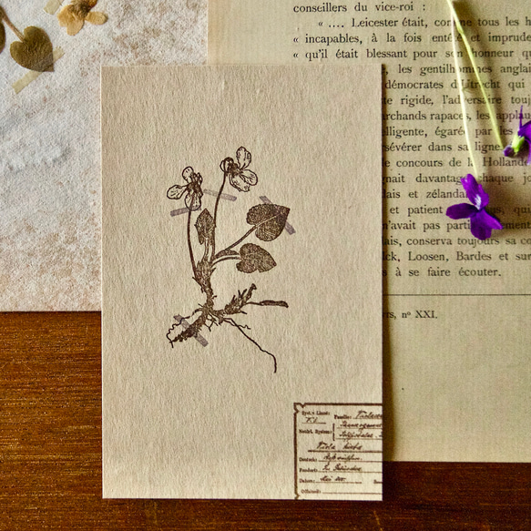 [壓花明信片 3 件組] 壓花紫羅蘭 + 含羞草 + 海葵 / 95 x 148 毫米 / 凸版印刷 第2張的照片