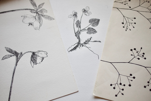 [壓花明信片 3 件組] 壓花紫羅蘭 + 含羞草 + 海葵 / 95 x 148 毫米 / 凸版印刷 第6張的照片