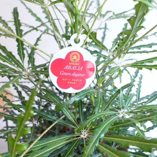 再入荷】爽やか‼︎ アラレア グリーンエレガンス 観葉植物 室内