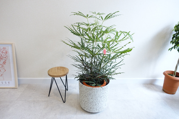再入荷】爽やか‼︎ アラレア グリーンエレガンス 観葉植物 室内 7号