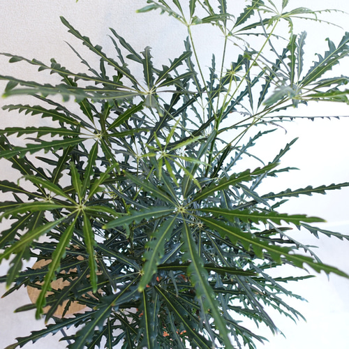 再入荷】爽やか‼︎ アラレア グリーンエレガンス 観葉植物 室内