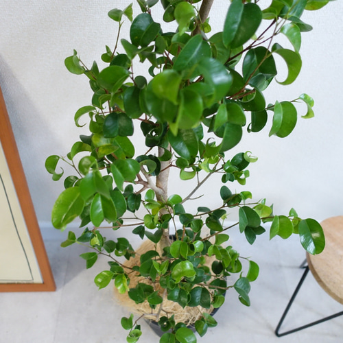 レア品種 ベンジャミン シタシオン 観葉植物 曲がり 室内