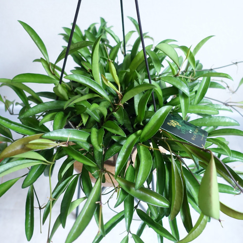 人気品種♡ ホヤ ロンギフォリア チャイナビーン 観葉植物 室内 吊り