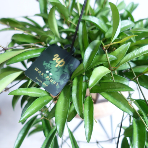 人気品種♡ ホヤ ロンギフォリア チャイナビーン 観葉植物 室内 吊り