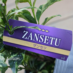 ○SALE○ヒサカキ*ザンセツ* -ZANSETU-*2個セット* 2枚目の画像