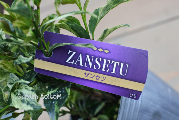 ○SALE○ヒサカキ*ザンセツ* -ZANSETU-*2個セット* 2枚目の画像