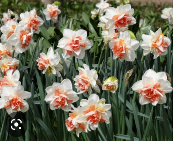 アプリコットの副冠が美しい 【デルナショー】八重咲の華やかな水仙