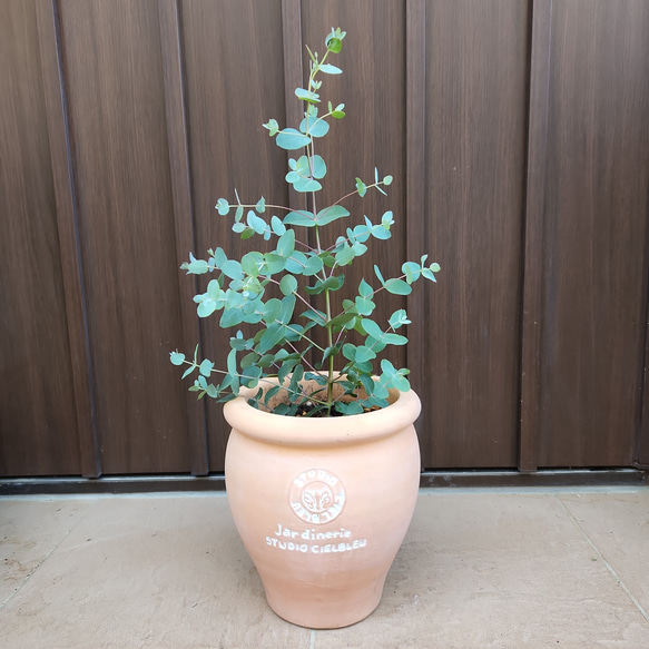 ユーカリ　シルバードロップ　ウサギテラコッタ鉢植え　苗　苗木　ウェルカムツリー ユーカリ シルバードロップ ウサギテラコッタ鉢植え 苗 苗木