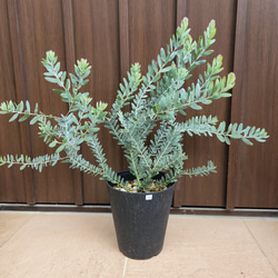 かっこいい☆アカシアブルーブッシュ鉢植え ミモザ苗 ロックガーデン