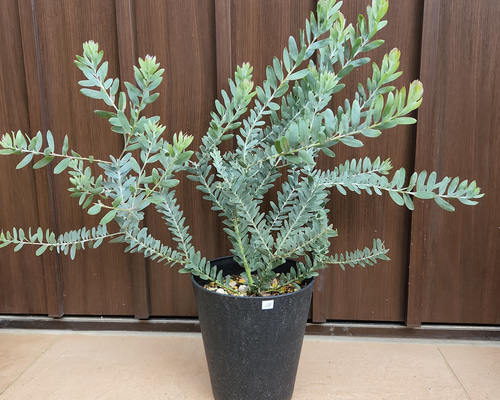 花芽付き アカシアブルーブッシュ レンガ風石膏鉢植え 苗 ミモザ 苗木