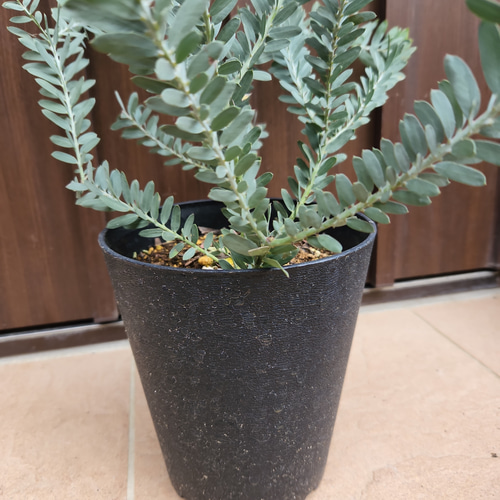 かっこいい☆アカシアブルーブッシュ鉢植え ミモザ苗 ロックガーデン