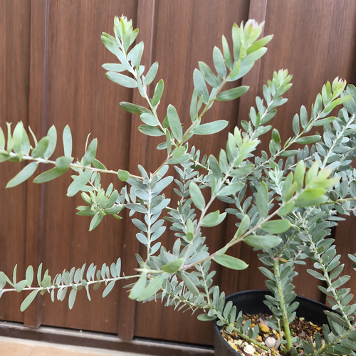 かっこいい☆アカシアブルーブッシュ鉢植え ミモザ苗 ロックガーデン