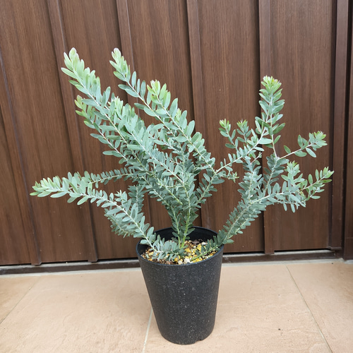 かっこいい☆アカシアブルーブッシュ鉢植え ミモザ苗 ロックガーデン