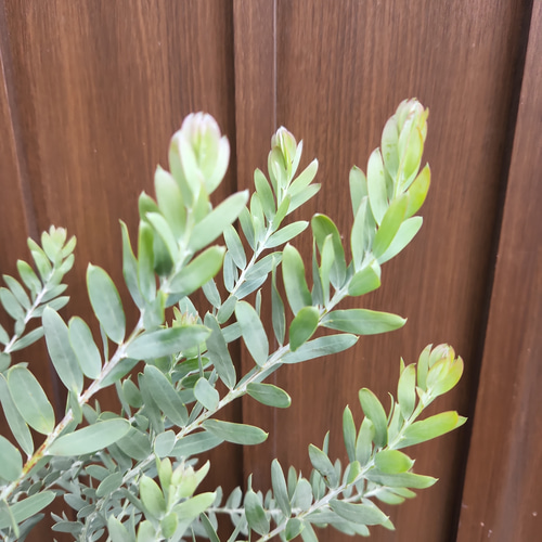 かっこいい☆アカシアブルーブッシュ鉢植え ミモザ苗 ロックガーデン