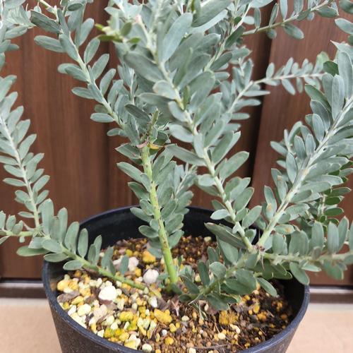 かっこいい☆アカシアブルーブッシュ鉢植え ミモザ苗 ロックガーデン