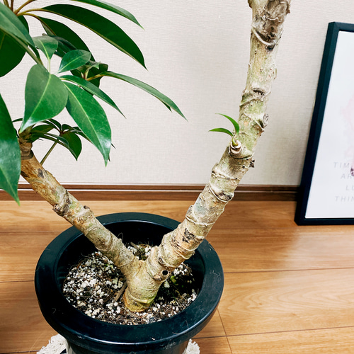 現品］ツピタンサス 7号 プラ鉢 観葉植物 室内 おしゃれ 大きい葉 幸福