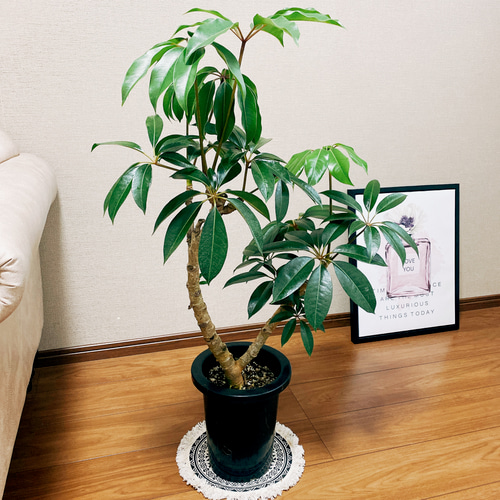 現品　ツピタンサス　2　曲がり　シェフレラ　インテリア　観葉植物　ドライガーデン ツピタンサス 曲がり シェフレラ インテリアグリーン ドライガーデン