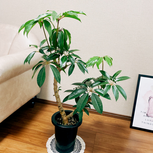 現品］ツピタンサス 7号 プラ鉢 観葉植物 室内 おしゃれ 大きい葉 幸福