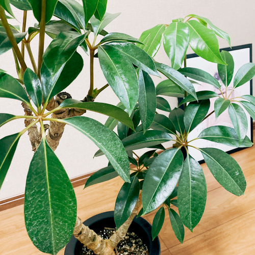 現品］ツピタンサス 7号 プラ鉢 観葉植物 室内 おしゃれ 大きい