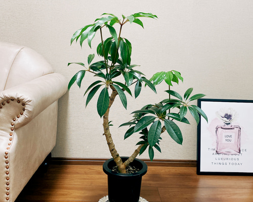 d1882bac4dfe2115e91b39d77f04b5