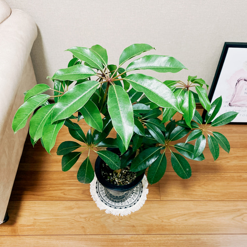 現品］ツピタンサス 7号 プラ鉢 観葉植物 室内 おしゃれ 大きい葉 幸福