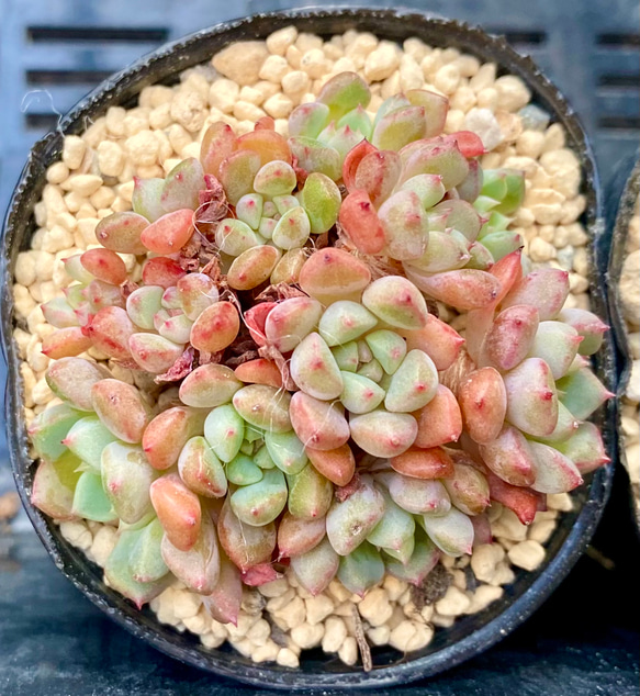 そ*い様 K1173　キュートバブル群生　40株　多肉植物 抜き苗 エケベリア 24.10.1 ぜーんぶ#キュートバブル 夏の暑さにも強かった