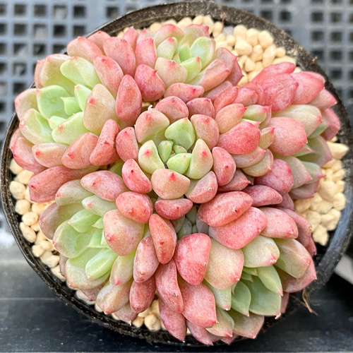 そ*い様 K1173 キュートバブル群生 40株 多肉植物 抜き苗 エケベリア