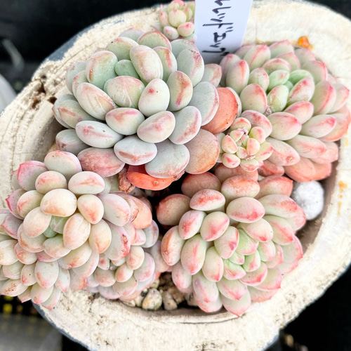 SALE】リトルレッドエッグ 大株群生 韓国苗 多肉植物 多肉植物