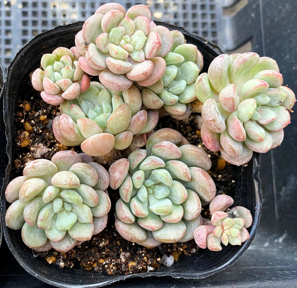 SALE】リトルレッドエッグ 大株群生 韓国苗 多肉植物 多肉植物