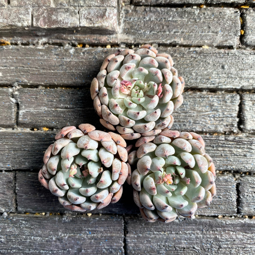 SALE】ブラックザラゴーサ 韓国苗 多肉植物 多肉植物 プクニク 通販