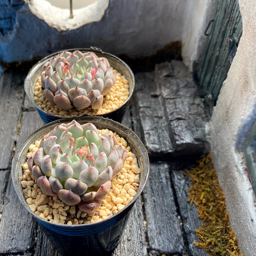 SALE】ブラックザラゴーサ 韓国苗 多肉植物 多肉植物 プクニク 通販