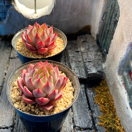 リンドシアナ 韓国苗 多肉植物 多肉植物 プクニク 通販 15640338