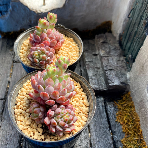 SALE】オリジナルアモエナ 多頭群生 韓国苗 多肉植物 多肉植物