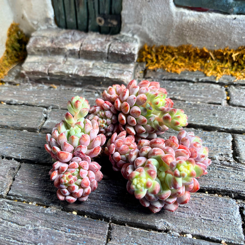 SALE】オリジナルアモエナ 多頭群生 韓国苗 多肉植物 多肉植物