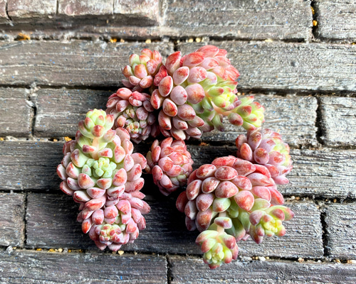 a72b4960c70905bd9100540742f714