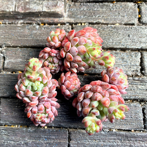 SALE】オリジナルアモエナ 多頭群生 韓国苗 多肉植物 多肉植物