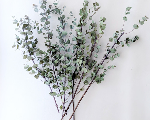 ユーカリ》グニードライフラワー ドライフラワー mamemona 通販