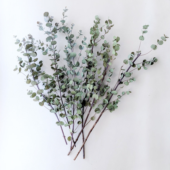 ユーカリ》グニードライフラワー ドライフラワー mamemona 通販