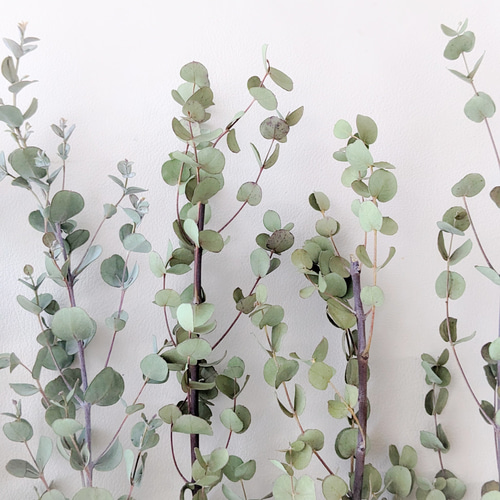 ユーカリ》グニードライフラワー ドライフラワー mamemona 通販