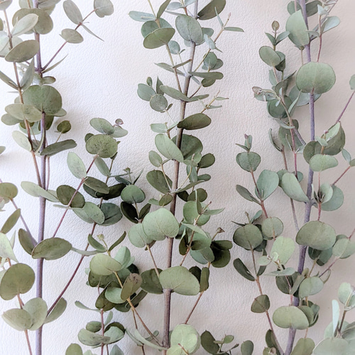 ユーカリ》グニードライフラワー ドライフラワー mamemona 通販