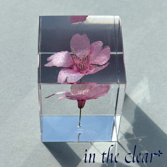 植物標本　河津桜　ピンク　３センチ角柱 4枚目の画像