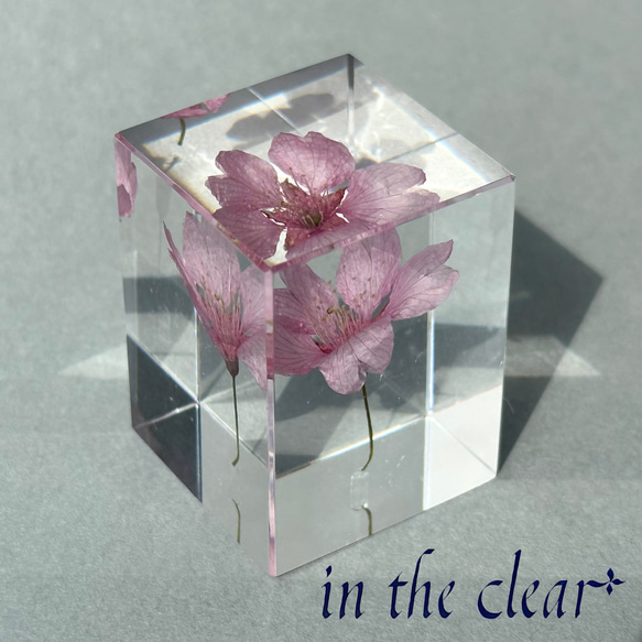 植物標本　河津桜　ピンク　３センチ角柱 6枚目の画像