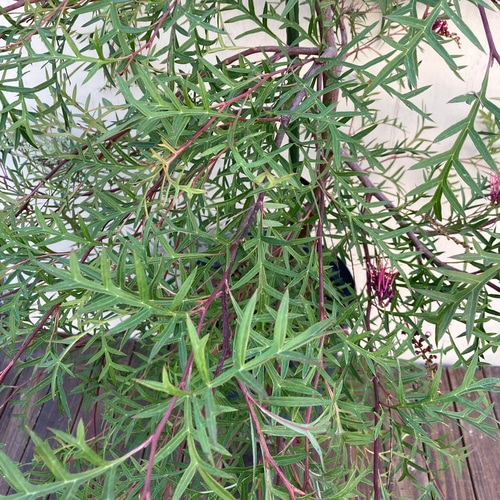 グレビレア ブロンズランバー 大株 1 グレビレア ブロンズランバー＊大株＊庭植え＊ガーデニング
