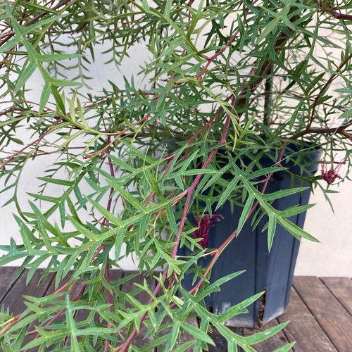 グレビレア ブロンズランバー 大株 1 グレビレア ブロンズランバー＊大株＊庭植え＊ガーデニング