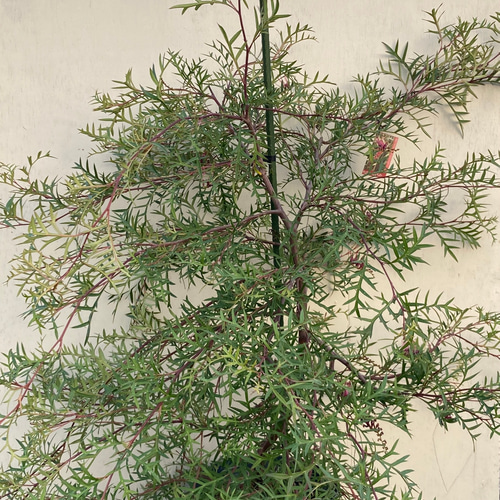 グレビレア ブロンズランバー＊大株＊庭植え＊ガーデニング