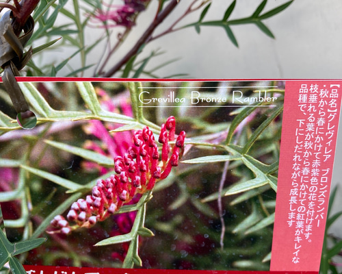グレビレア ブロンズランバー 大株 3 グレビレア：ブロンズランバー3号ポット の通販 | 園芸ネット