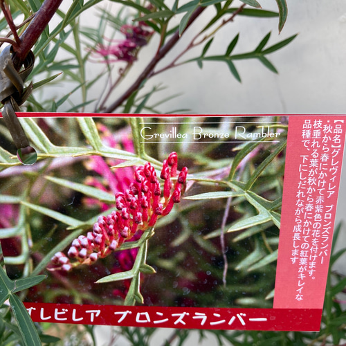 グレビレア ブロンズランバー＊大株＊庭植え＊ガーデニング