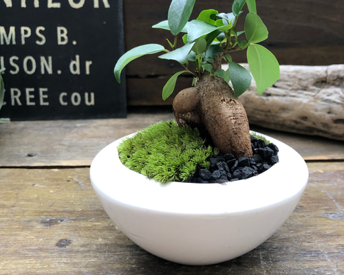ガジュマルの苔庭♡ 癒しの森♡白陶器鉢♡観葉植物♡ アート