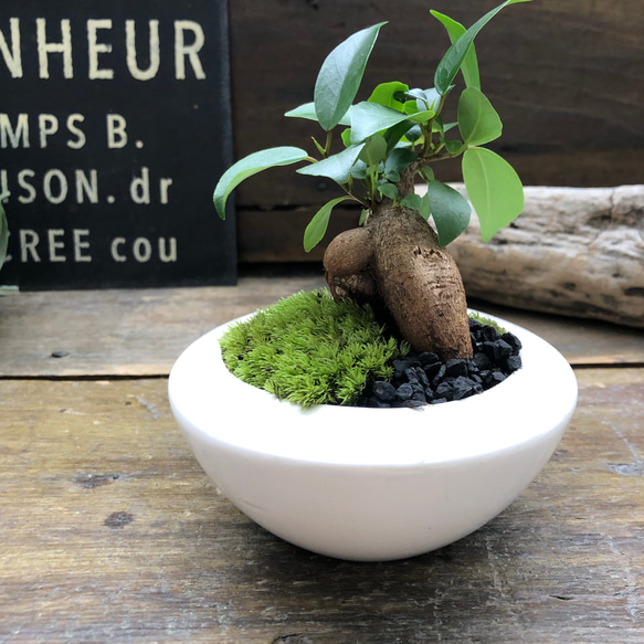 ガジュマルの苔庭♡ 癒しの森♡白陶器鉢♡観葉植物♡ アートフラワー