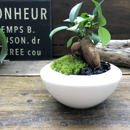 ガジュマルの苔庭♡ 癒しの森♡白陶器鉢♡観葉植物♡ アートフラワー
